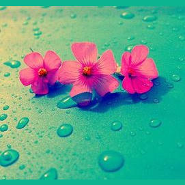 HAWAIIAN FLOWERS