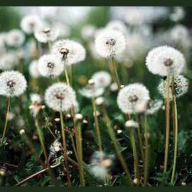 DANDELIONS