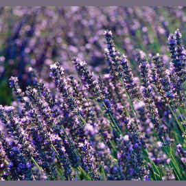 LAVENDER 