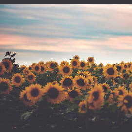 SUNFLOWER 