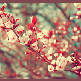 SPRING