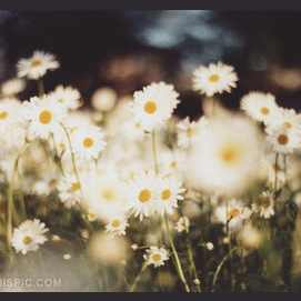 DAISY 