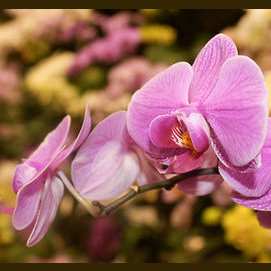 ORQUIDEAS 