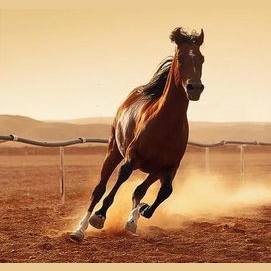 A MUSTANG