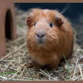 Guinea Pig
