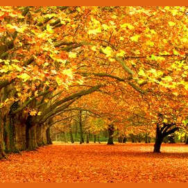 Fall