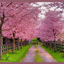 Spring