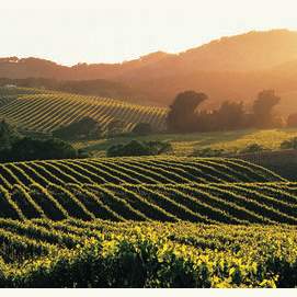 Own a winery in Napa Valley