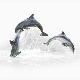 Dolphin