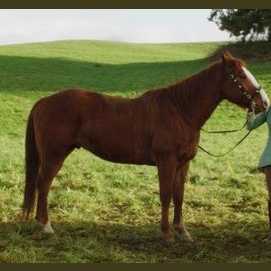 Horse