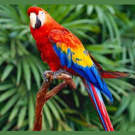 Parrot