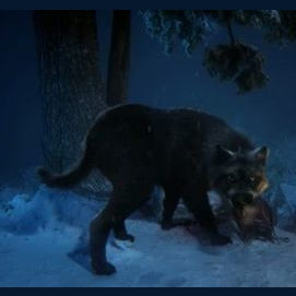 Wolf