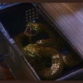 Poisonous Snakes