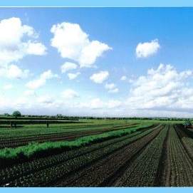 Fields