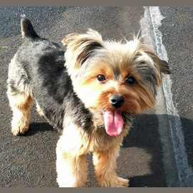 Yorkie