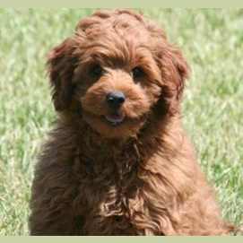 Goldendoodle
