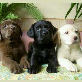¡Cachorros!