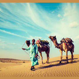 A camel
