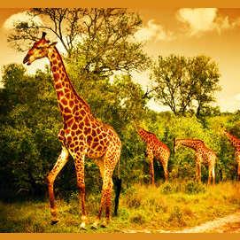 Going on safari