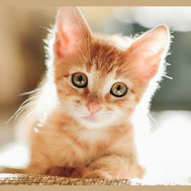 Still a kitten