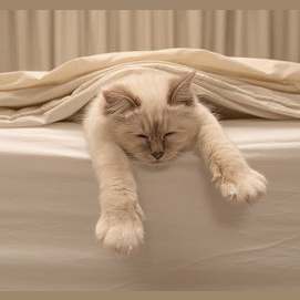 Sleeping