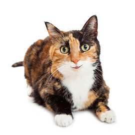 Tortoiseshell/Calico