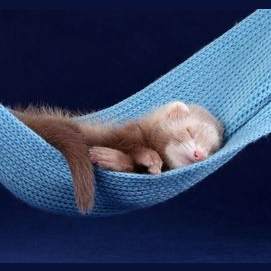 Ferret