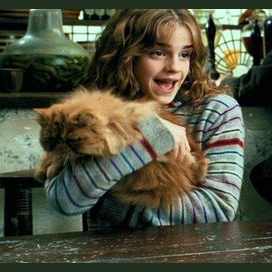 Pet