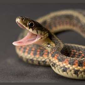 Snake