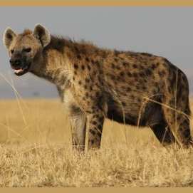 Hyena
