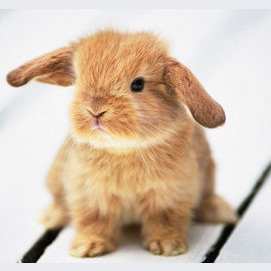 Un lapin
