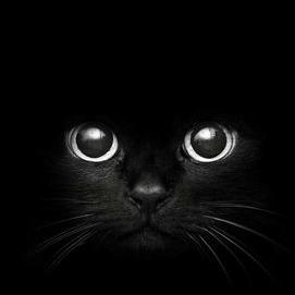 Un chat noir