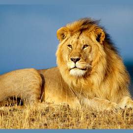 Un lion