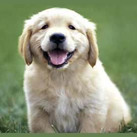 My dog
