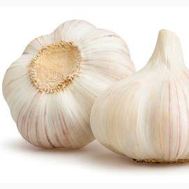 Garlic
