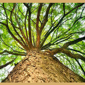 A tree