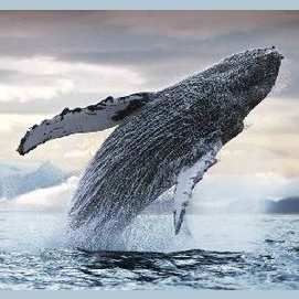 Ballena