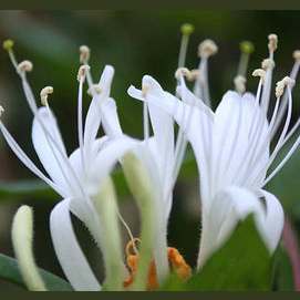 Honeysuckle