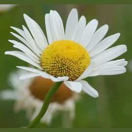 Daisy
