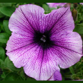 Petunia