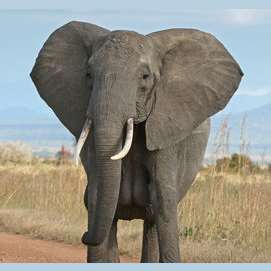 Elephant