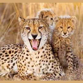Protective
