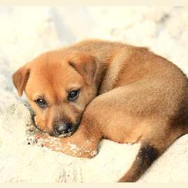 Dog