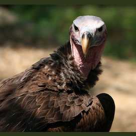 Vulture