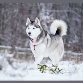 Siberian Husky