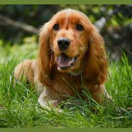Cocker Spaniel