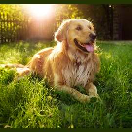 Golden Retriever 