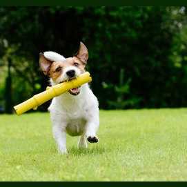 Jack Russell Terrier