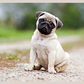 Pug
