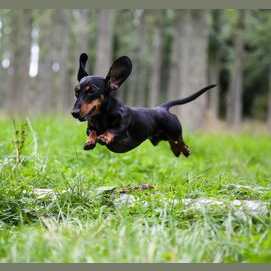 Dachshund